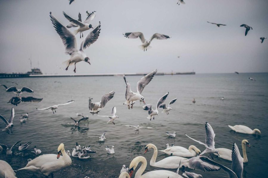 Vogels boven het water